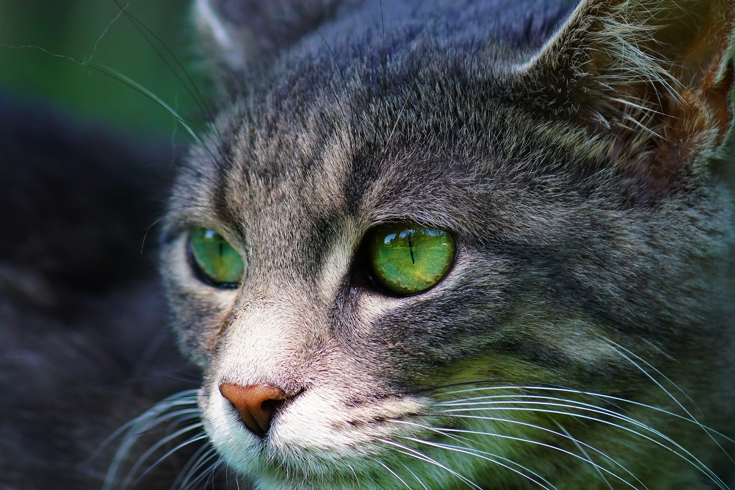 Кошачий. Глаза кошки. Кошка с зелеными глазами. Серая кошка с зелеными глазами. Серый кот с зелеными глазами.