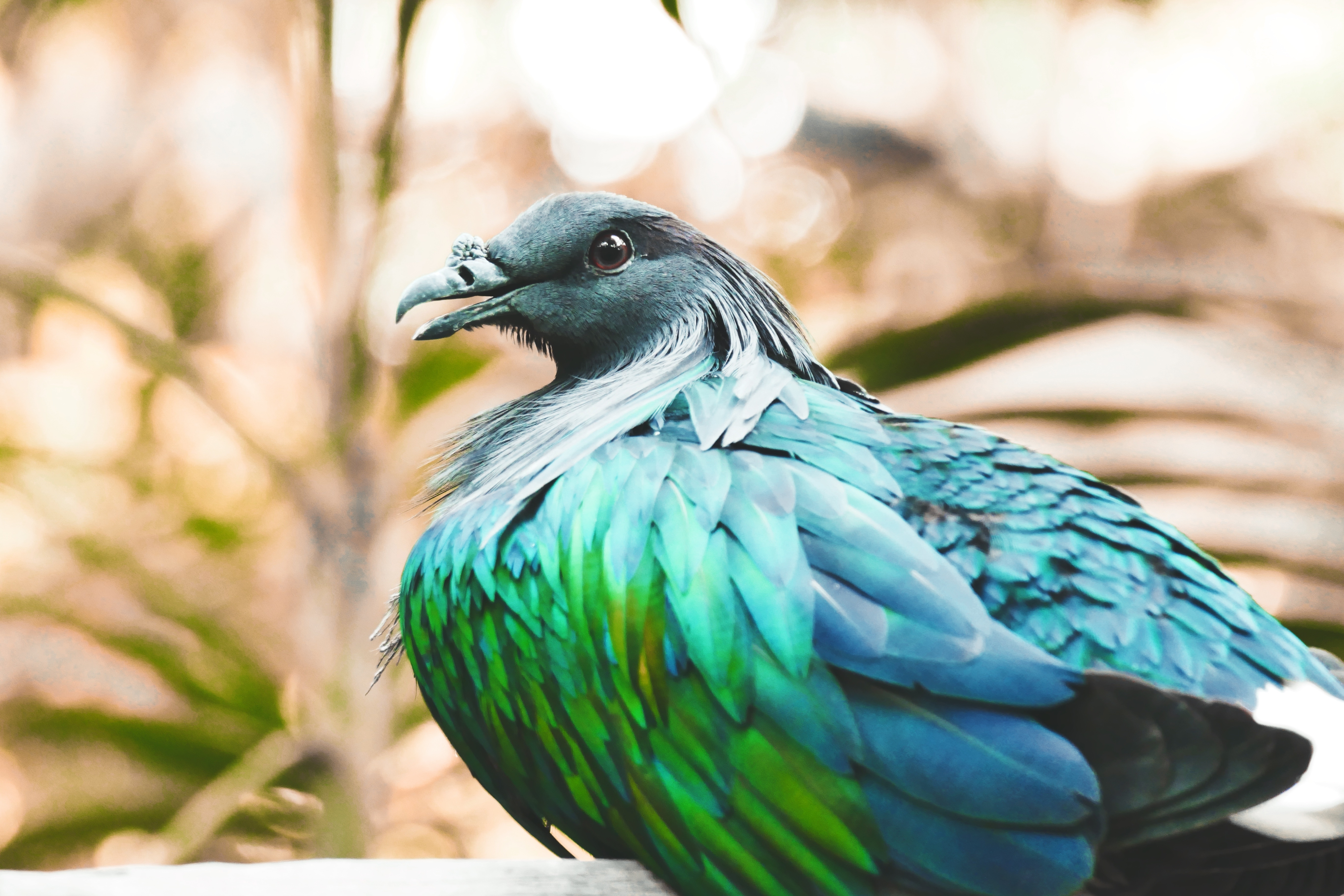 Птицы с красивым оперением. Птица Никобарский голубь. Гривистый голубь. Гривистый голубь Голубеобразные. Красивые экзотические птицы.