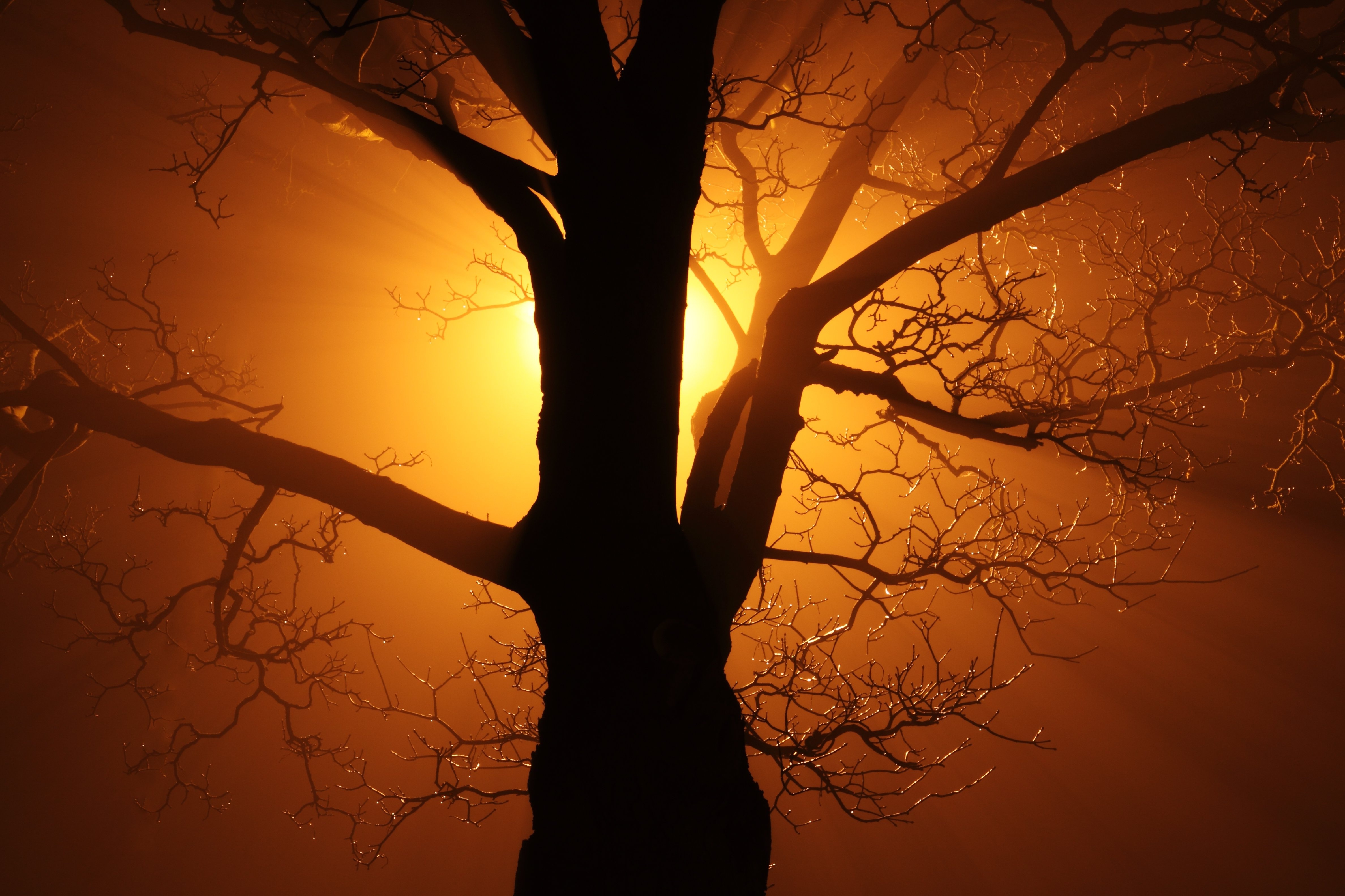 Wallpaper Sunset, Shadow, Branches, Tree - Wallpx