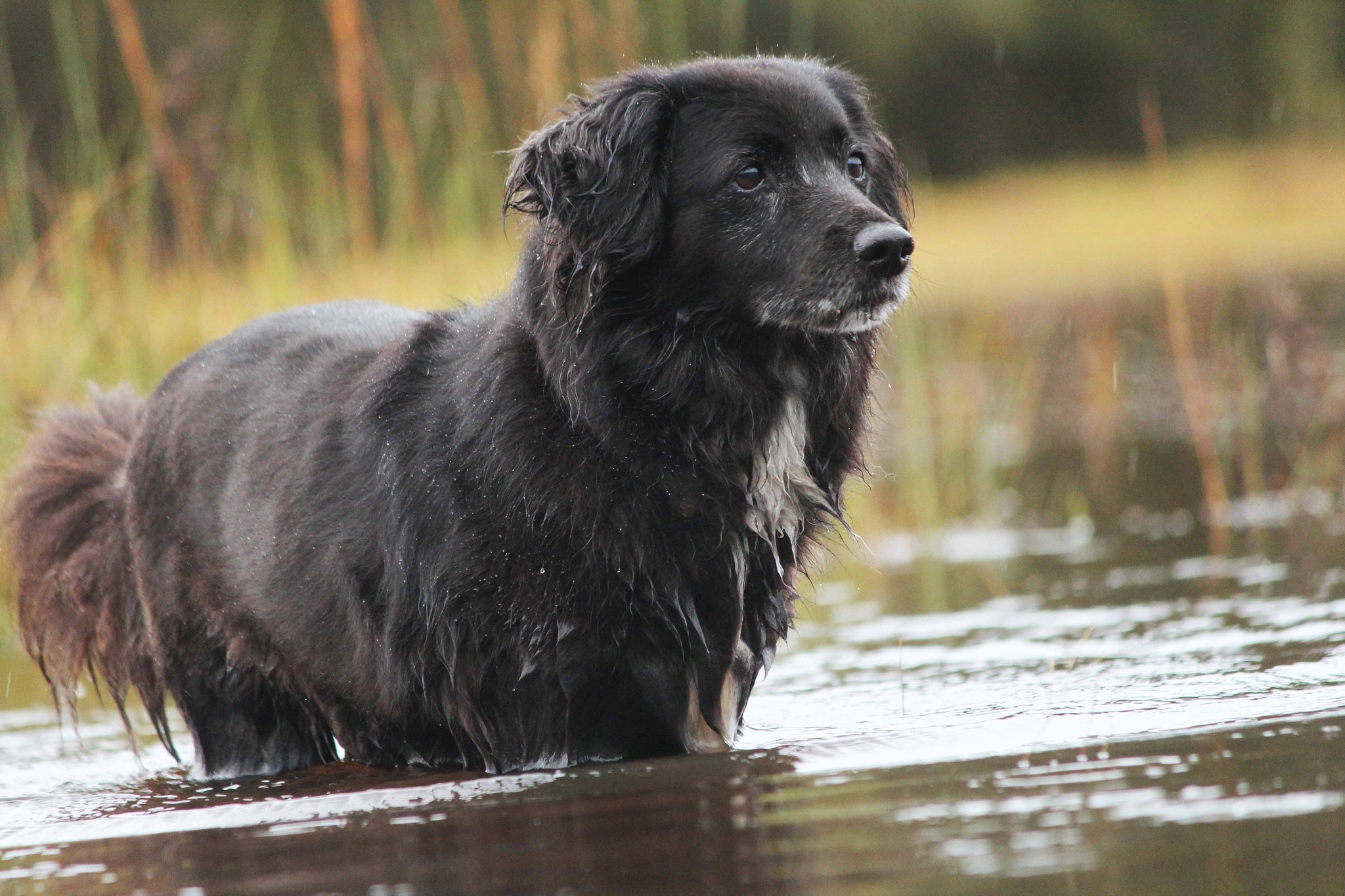 Черная собака год. Собака порода Блэк Ривер. Ньюфаундленд (порода собак). Черная водяная собака. Год водяной собаки.