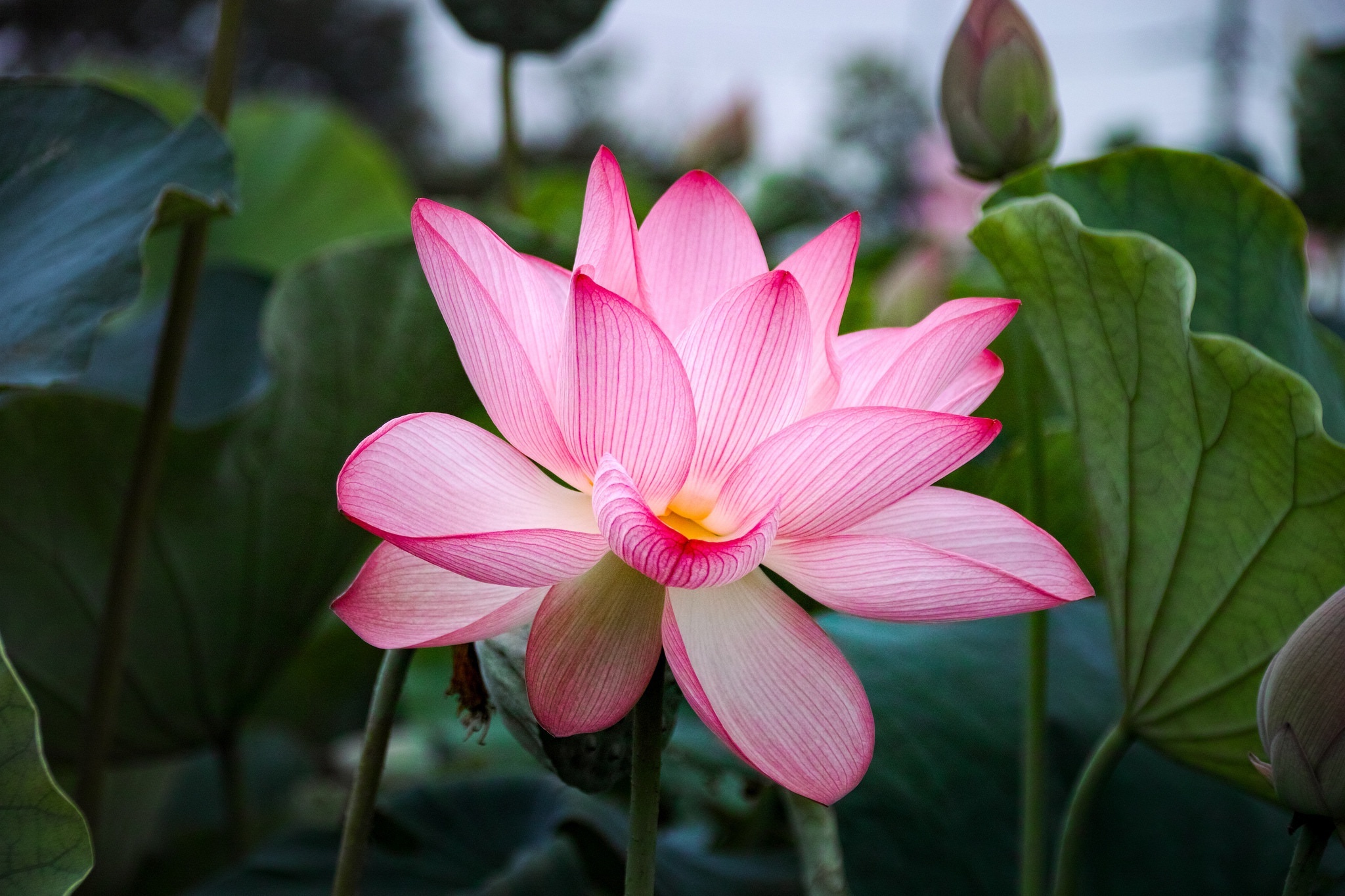 Цветок лотоса. Лотус растение. Лотос (Nelumbo). Розовый Лотос цветок. Лотос орехоносный сапфир.