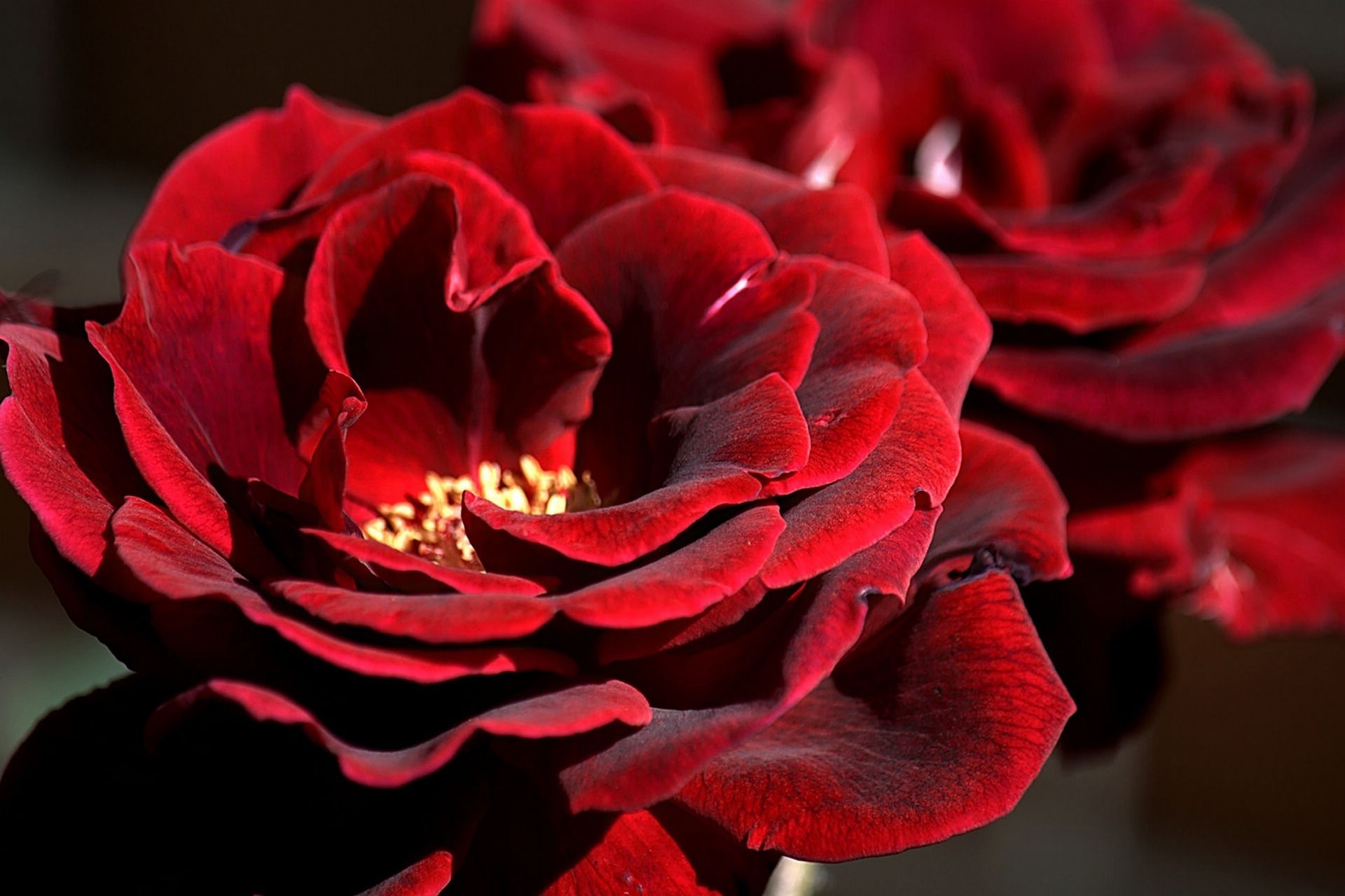 Wallpaper Red Roses Close Up Resolution1920x1279 Wallpx