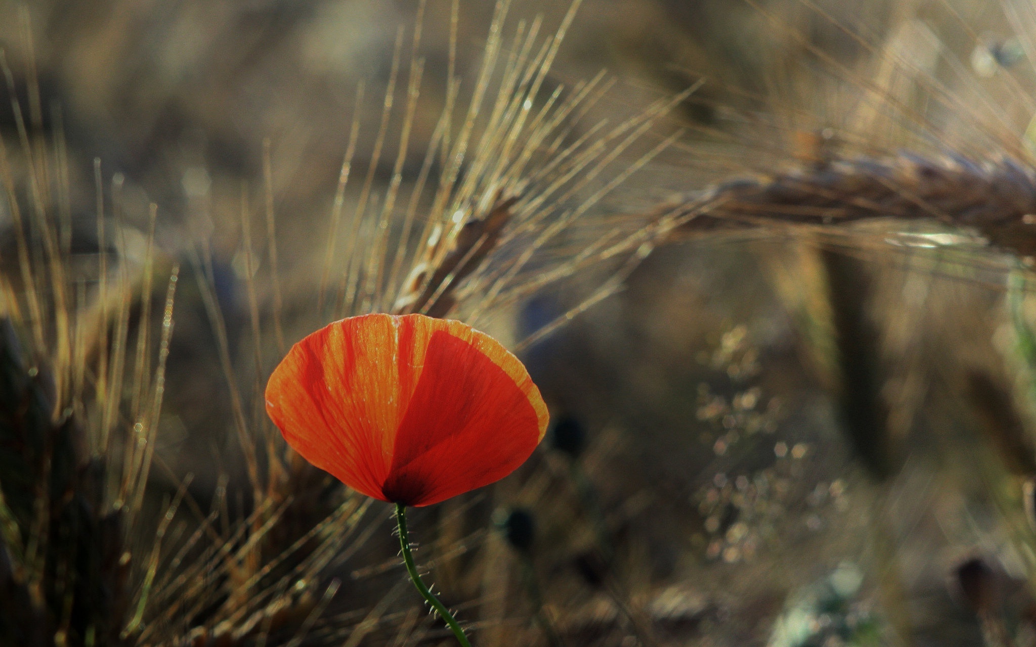 Wallpaper Wheats, Close-Up, Poppy, Thorns, Orange - Resolution ...