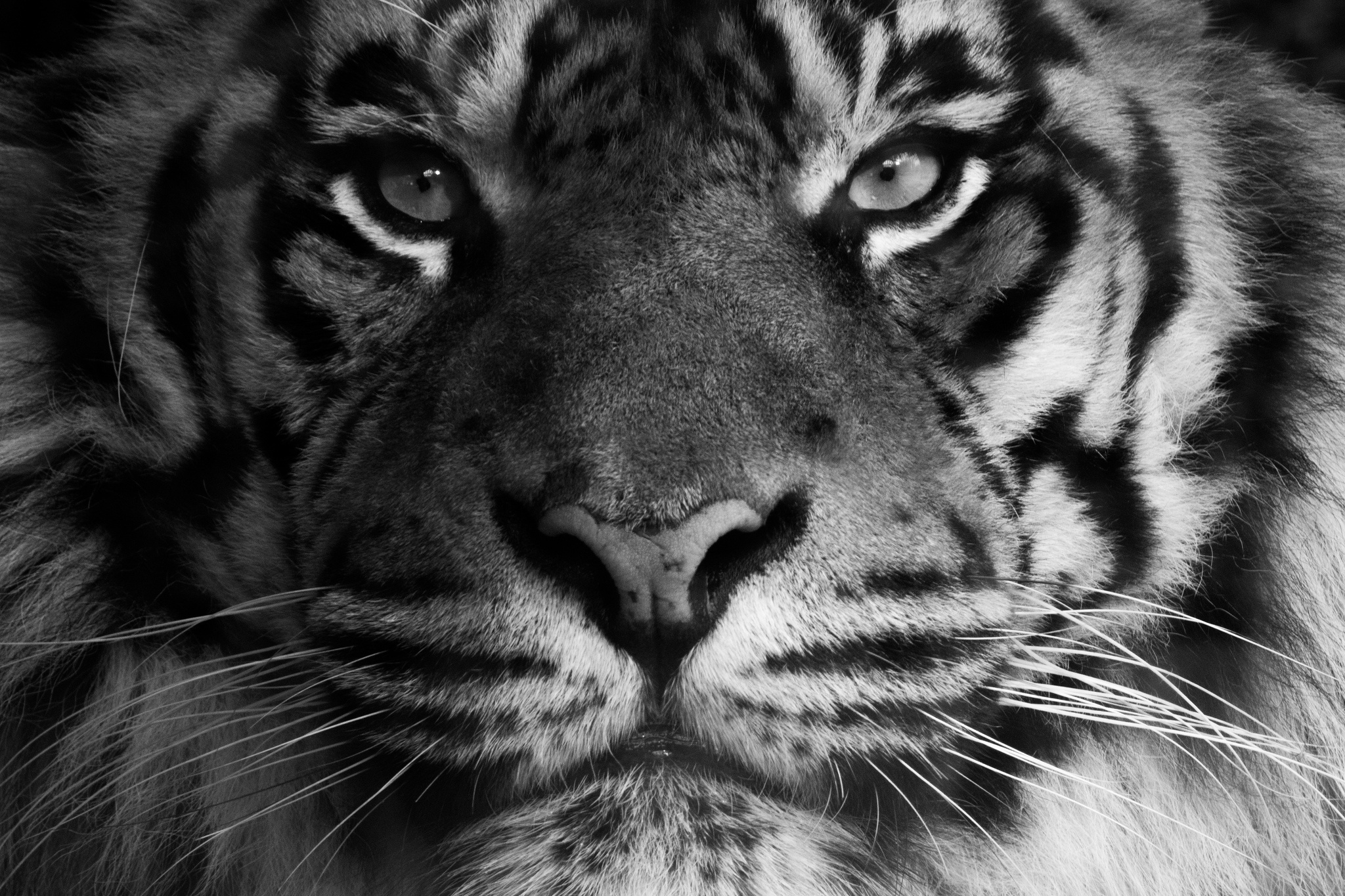 Черно белые звери. Тигр. Тигр морда. Черный тигр. Тигр черно белый.