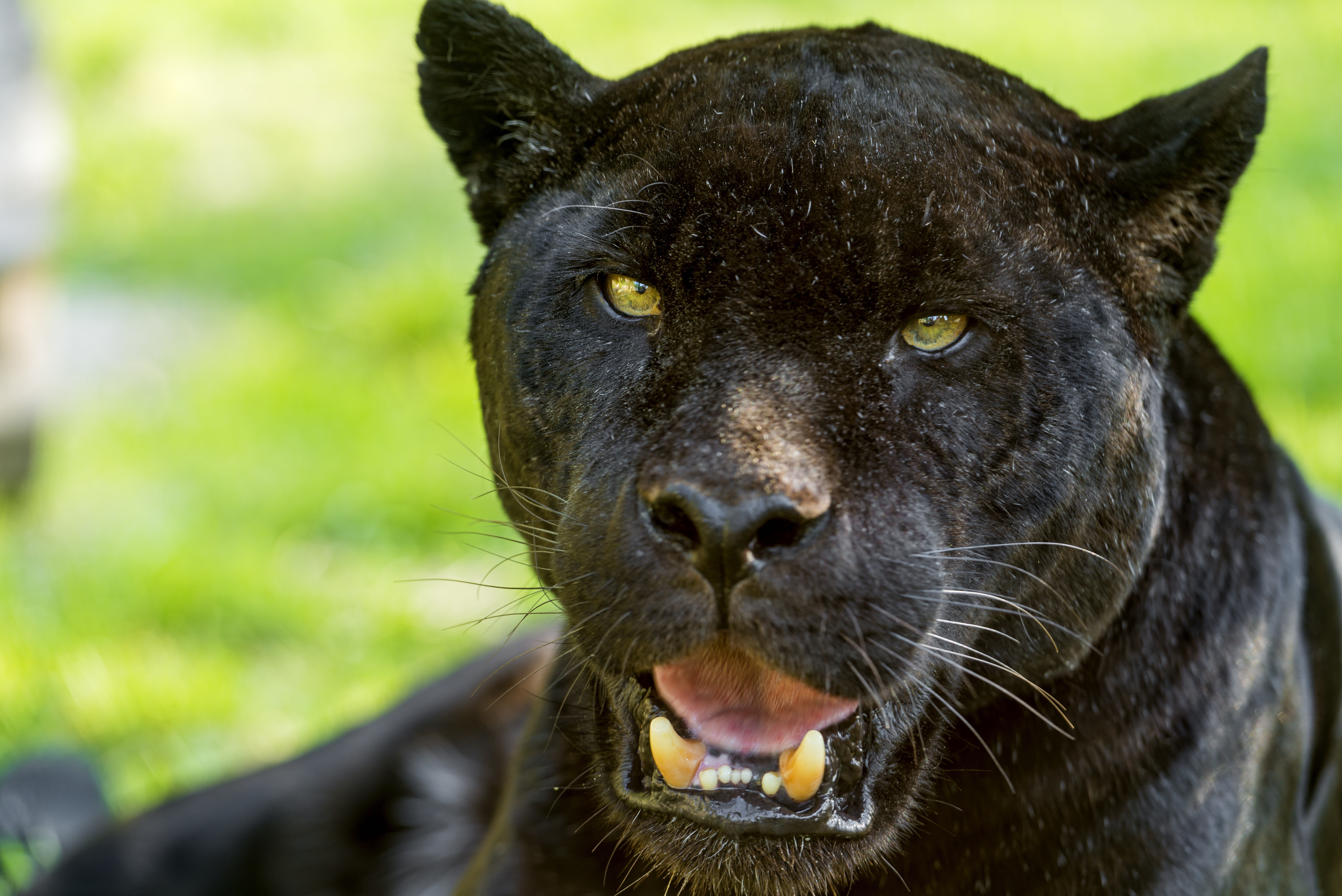 Голова дикой кошки. Черная пантера Ягуар. Пантера Ягуар Пума Кугуар. Нерон черный Ягуар. Пантера Шварцера» (2014; черная пантера ).