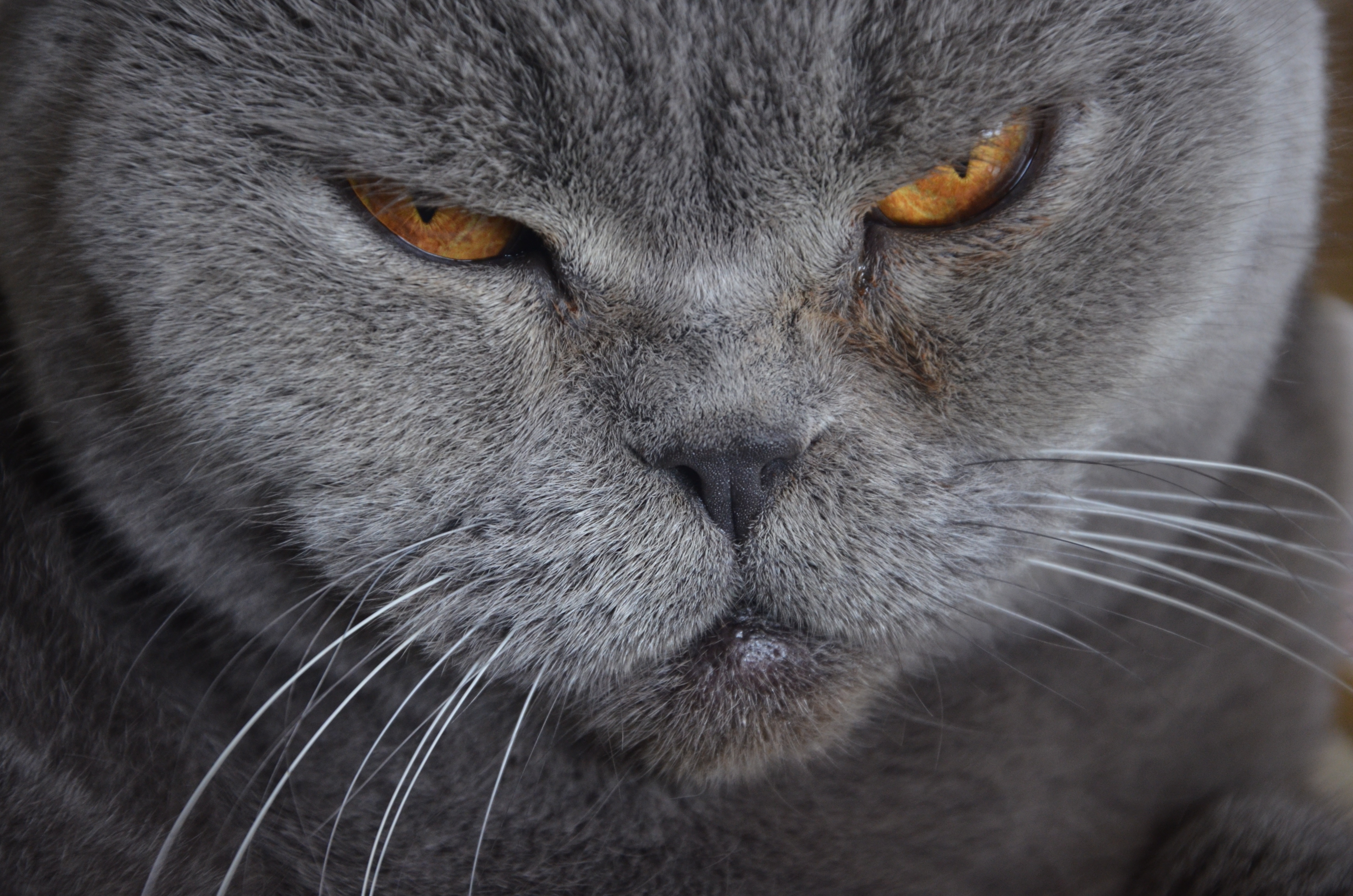 Суровые животные. Шотландская вислоухая кошка злая. Британская короткошёрстная кошка. Британский вислоухий кот злой. Британская вислоухая кошка злая.
