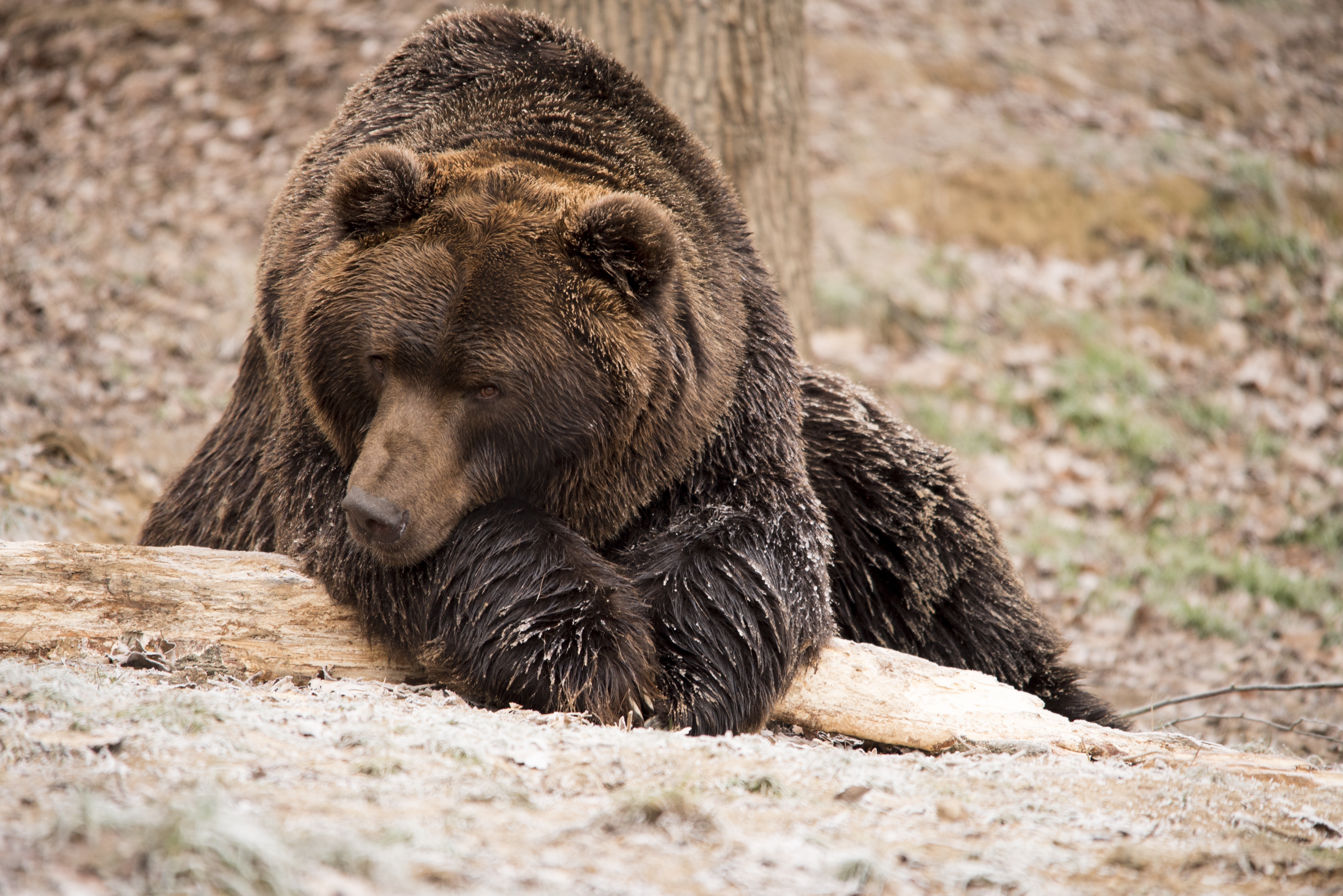 Медведь. Сирийский бурый медведь. Тибетский бурый медведь. Дальневосточный бурый медведь. Медведь Гризли.