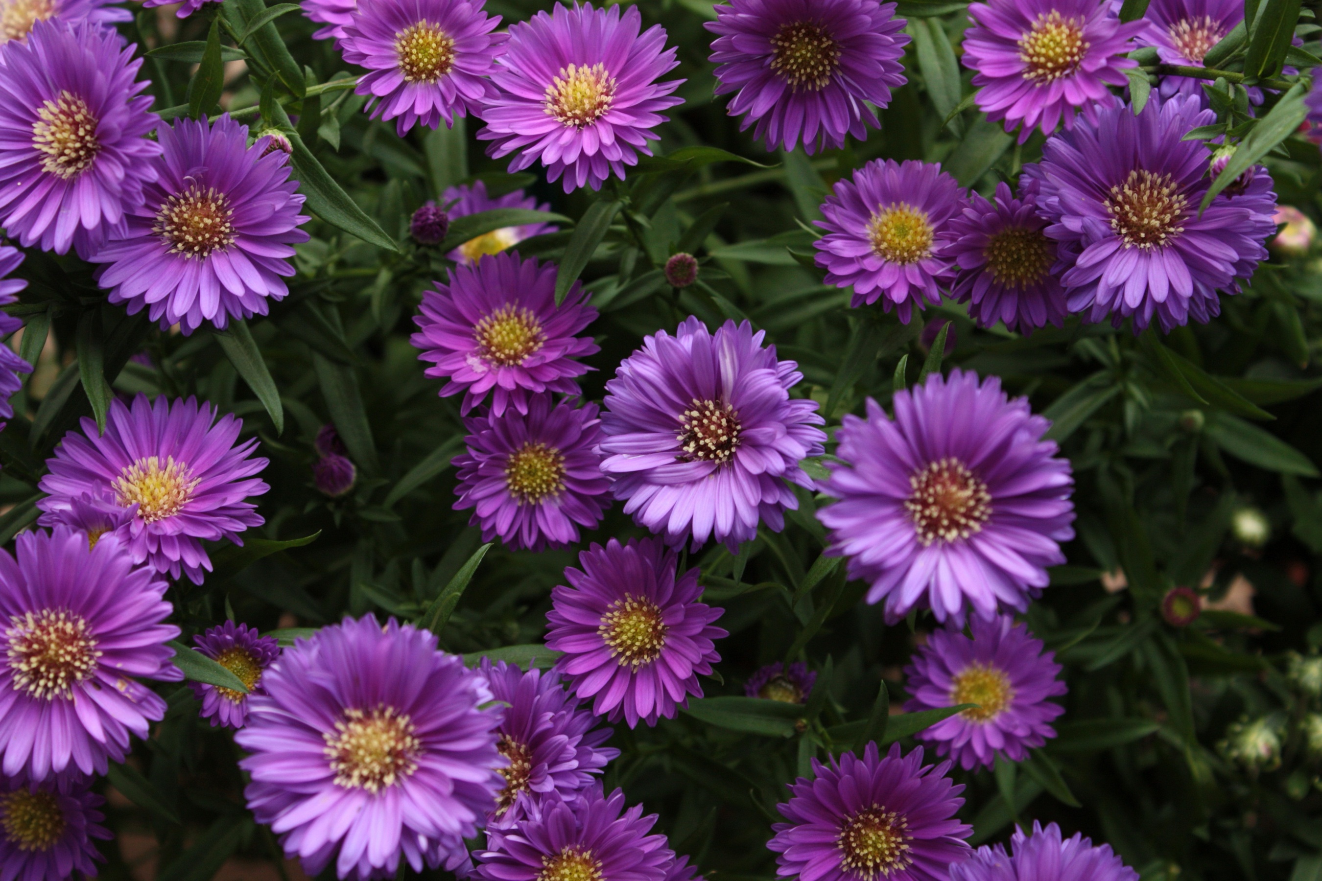 Wallpaper Purple Flowers, Leaves, Petals - Resolution:2700x1800 - Wallpx