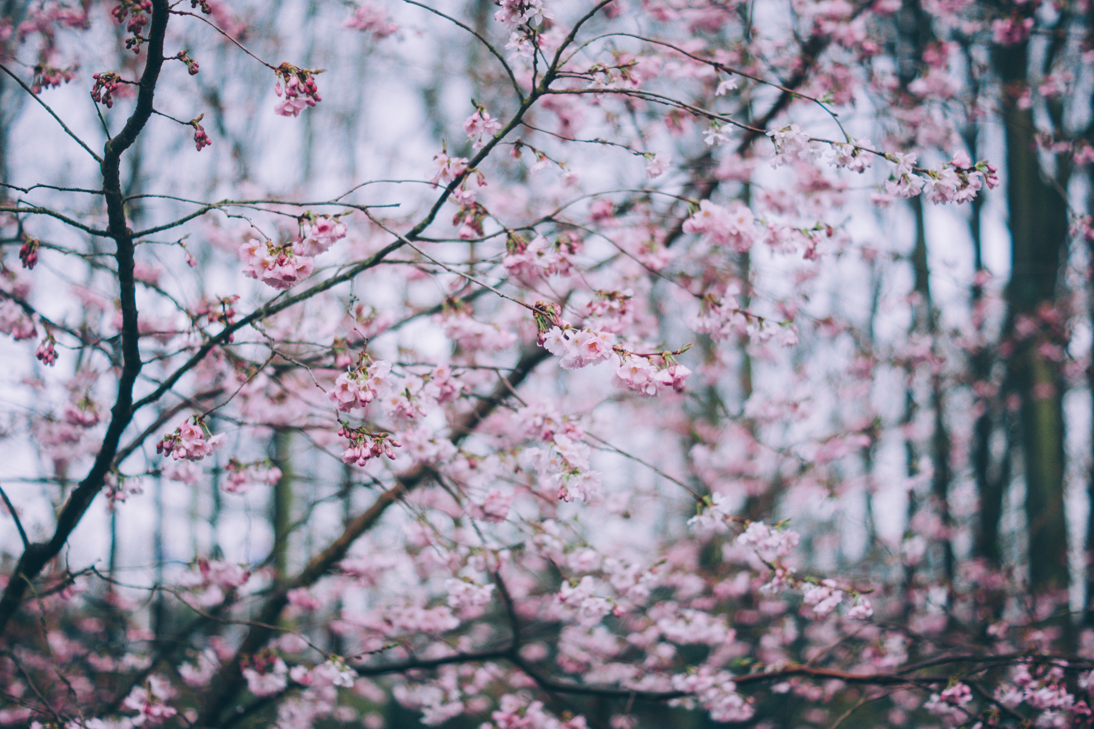 Дерево с розовыми ветками. Весенняя Сакура. Сакура фон. Цветущее дерево.