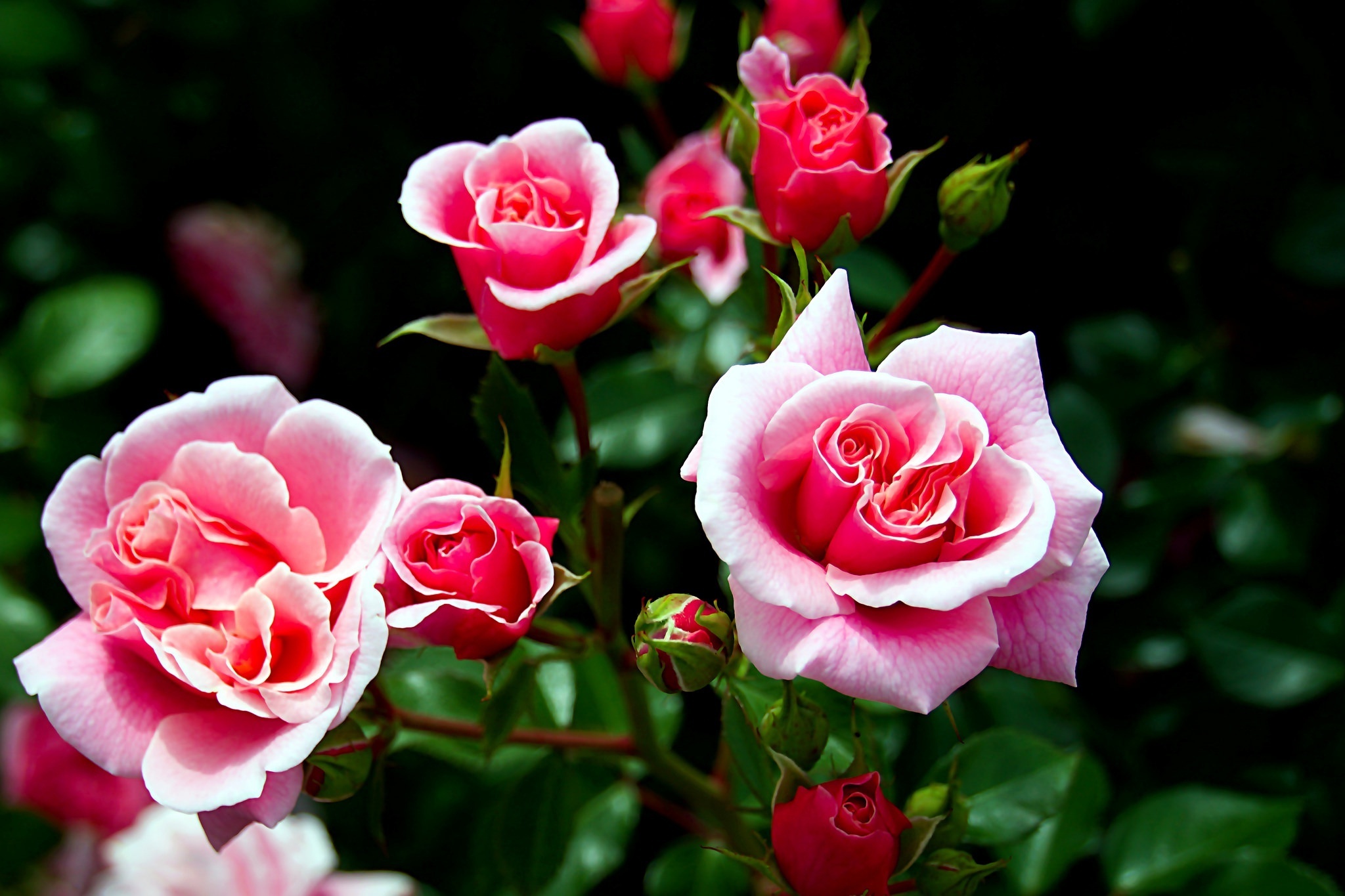 Картинки розы. Роза Аудабе. Роза помароса. Роза Пинк Розанна. Прекрасные розы.