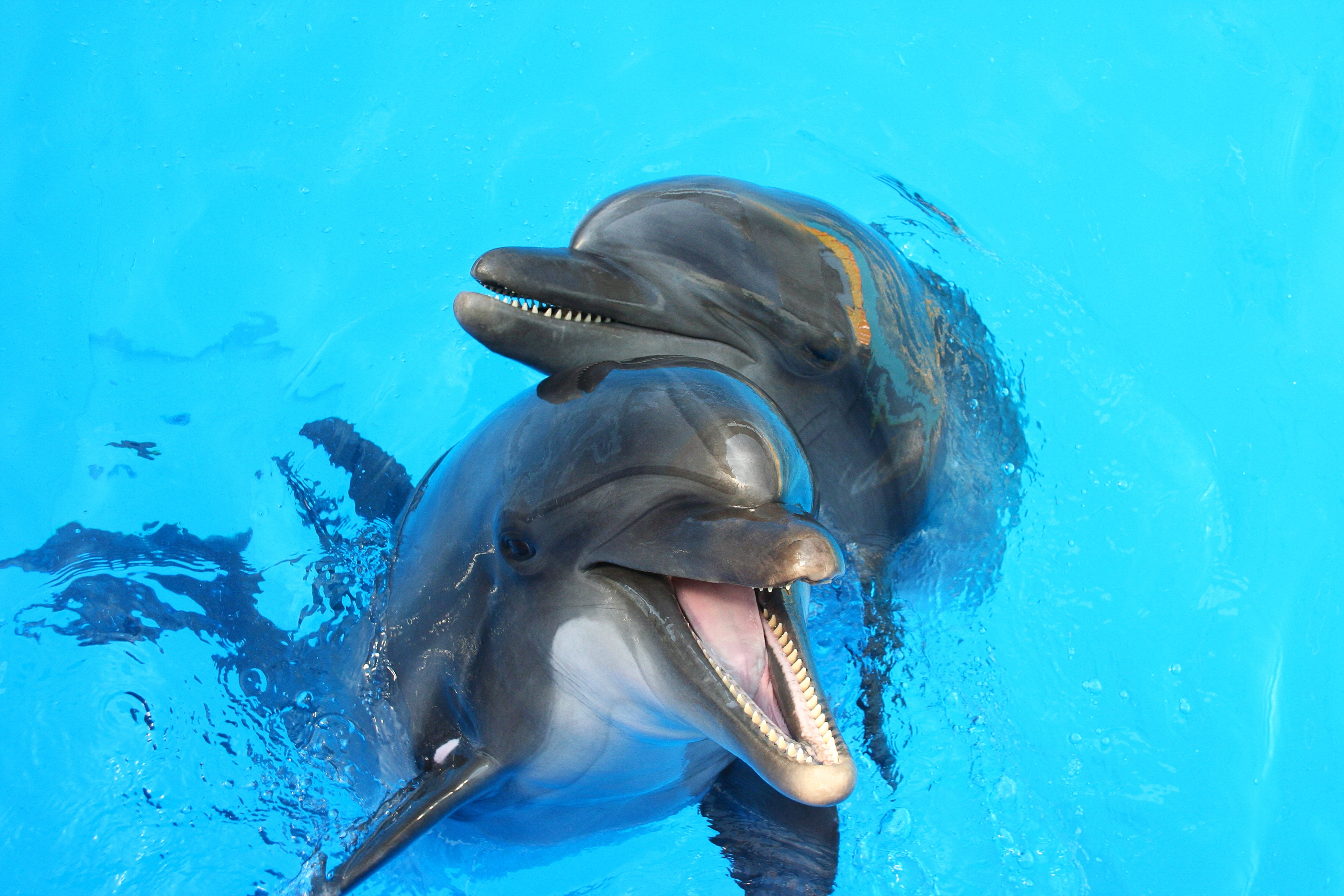 Дельфин живет в воде. Дельфины. Дельфины в море. Морские обитатели Дельфин. Красивый Дельфин.