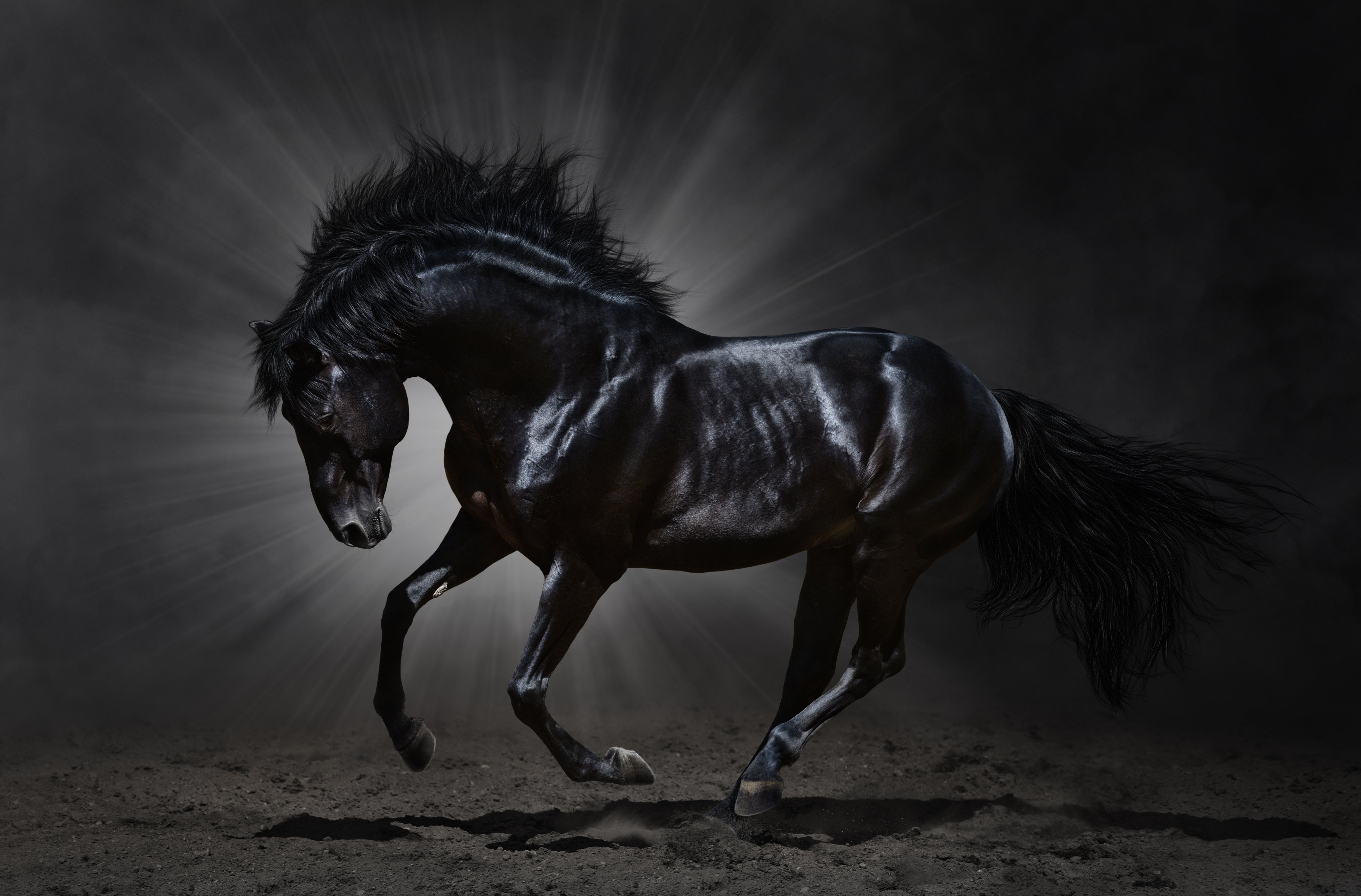 black horse galloping' Poster by Adel S | Displate