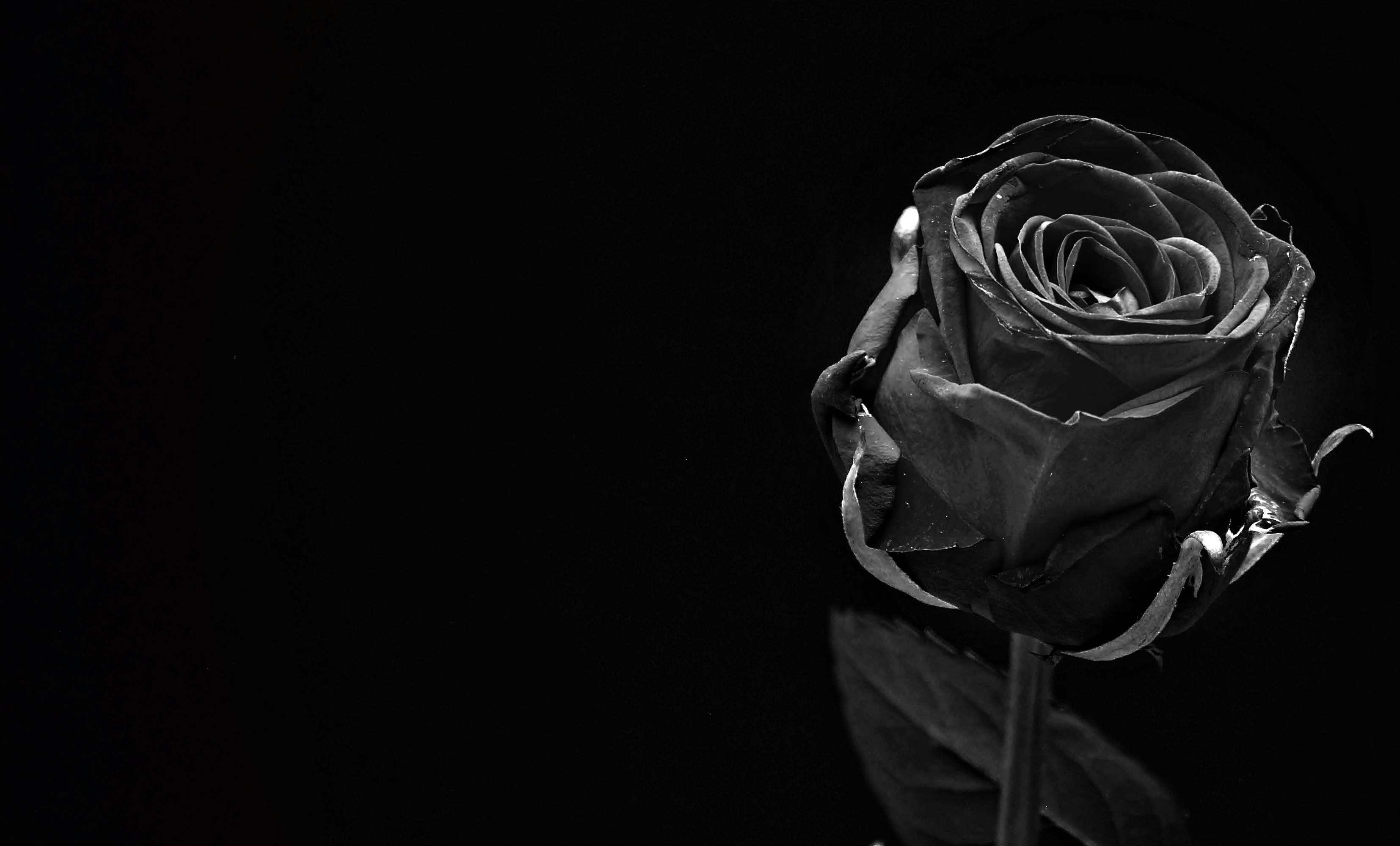 Wallpaper Black Rose, Close-Up - Resolution:3308x1999 - Wallpx