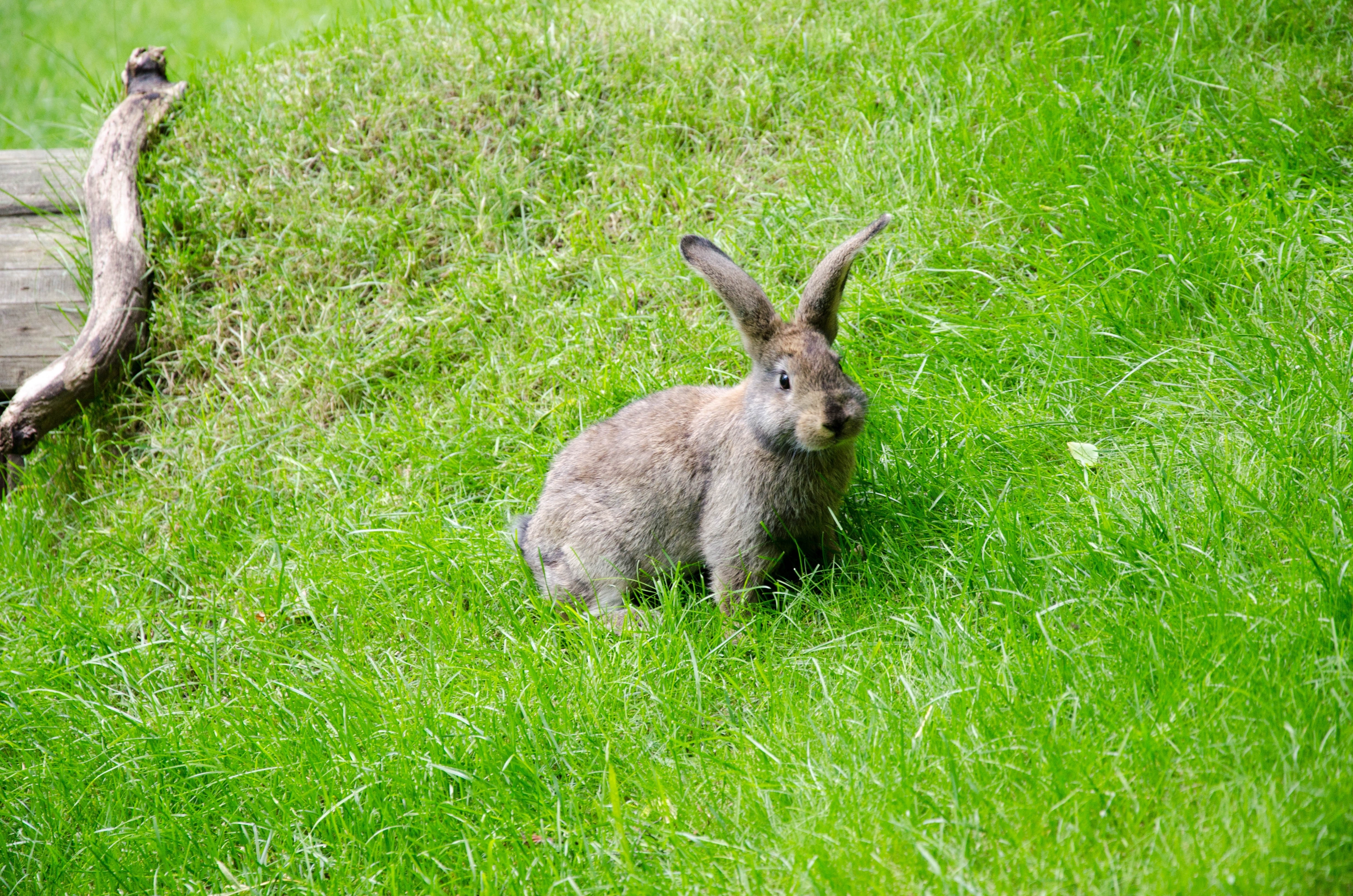 Искать зайку. Заяц. Заяц в траве. Заяц фото. Зайчик в лесу.