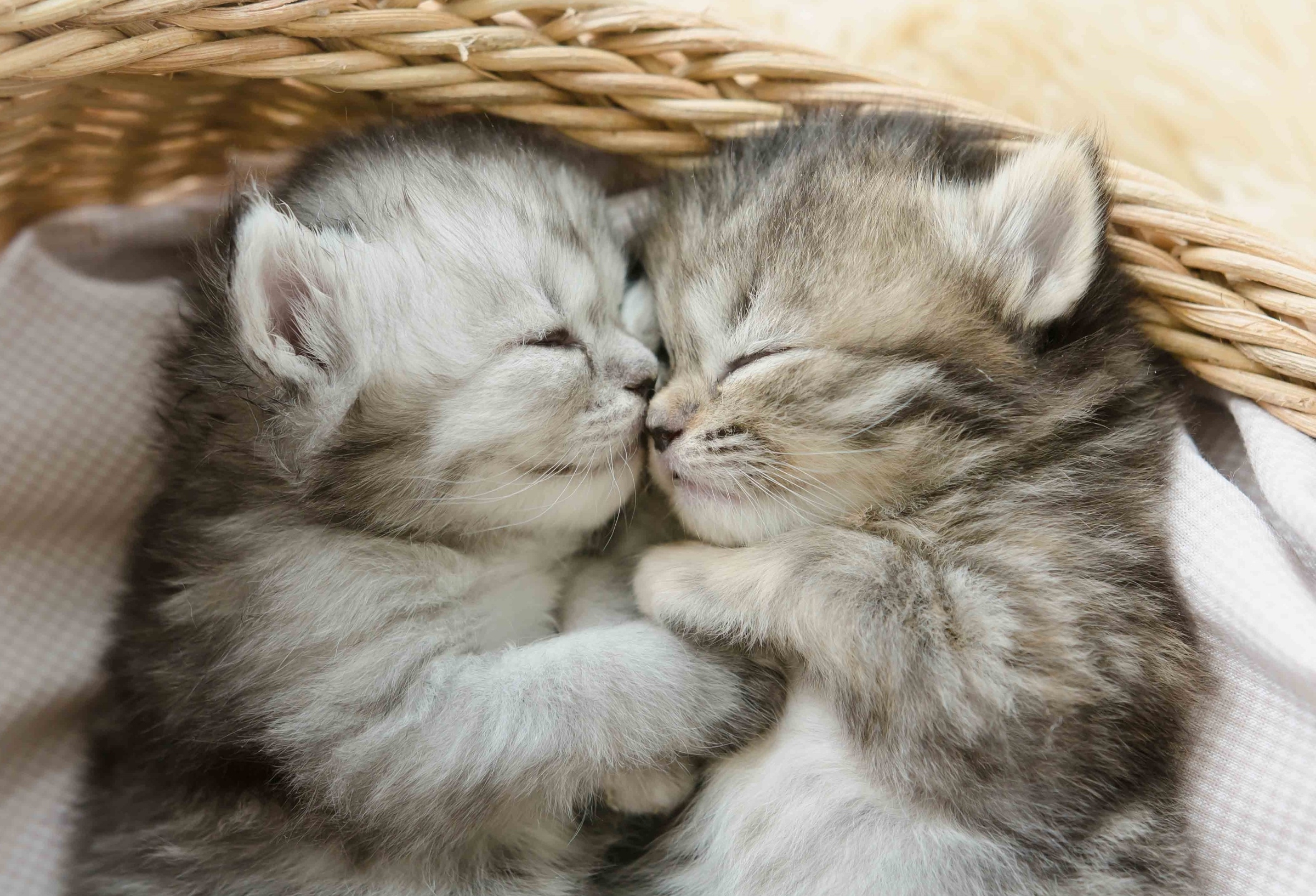 Wallpaper Sleeping, Cute Kittens, Cats - Resolution:2400x1634 - Wallpx