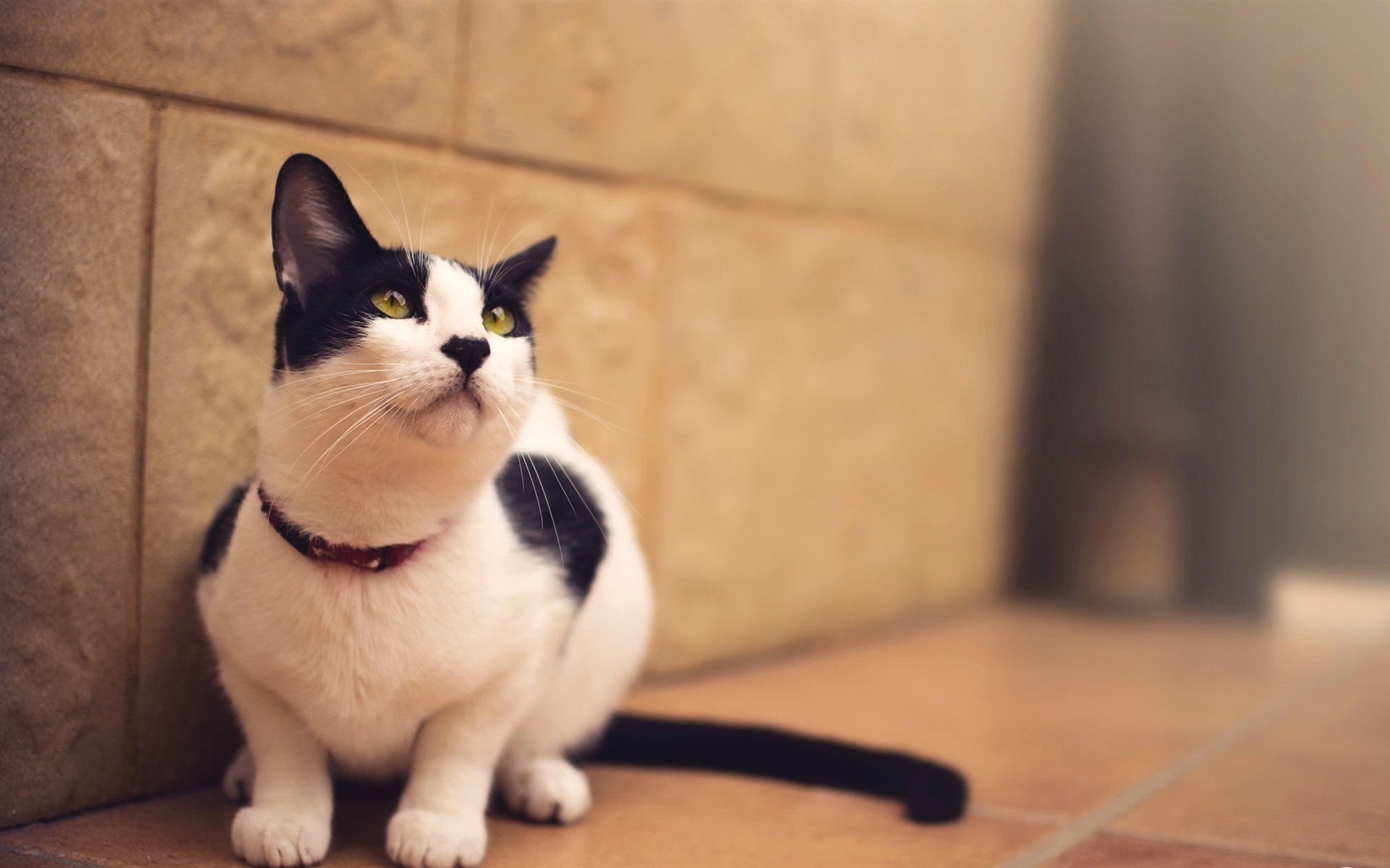 Wallpaper Cat, Pet, Black And White, Cute - Resolution:1920x1200 - Wallpx