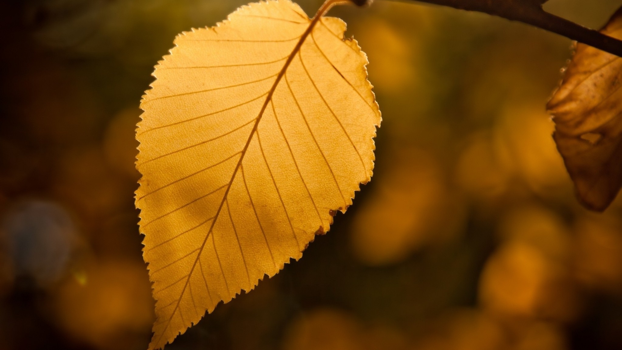 Слова как листья на дереве. Желтый лист. Листья деревьев. Красивые листочки. Листья фото.