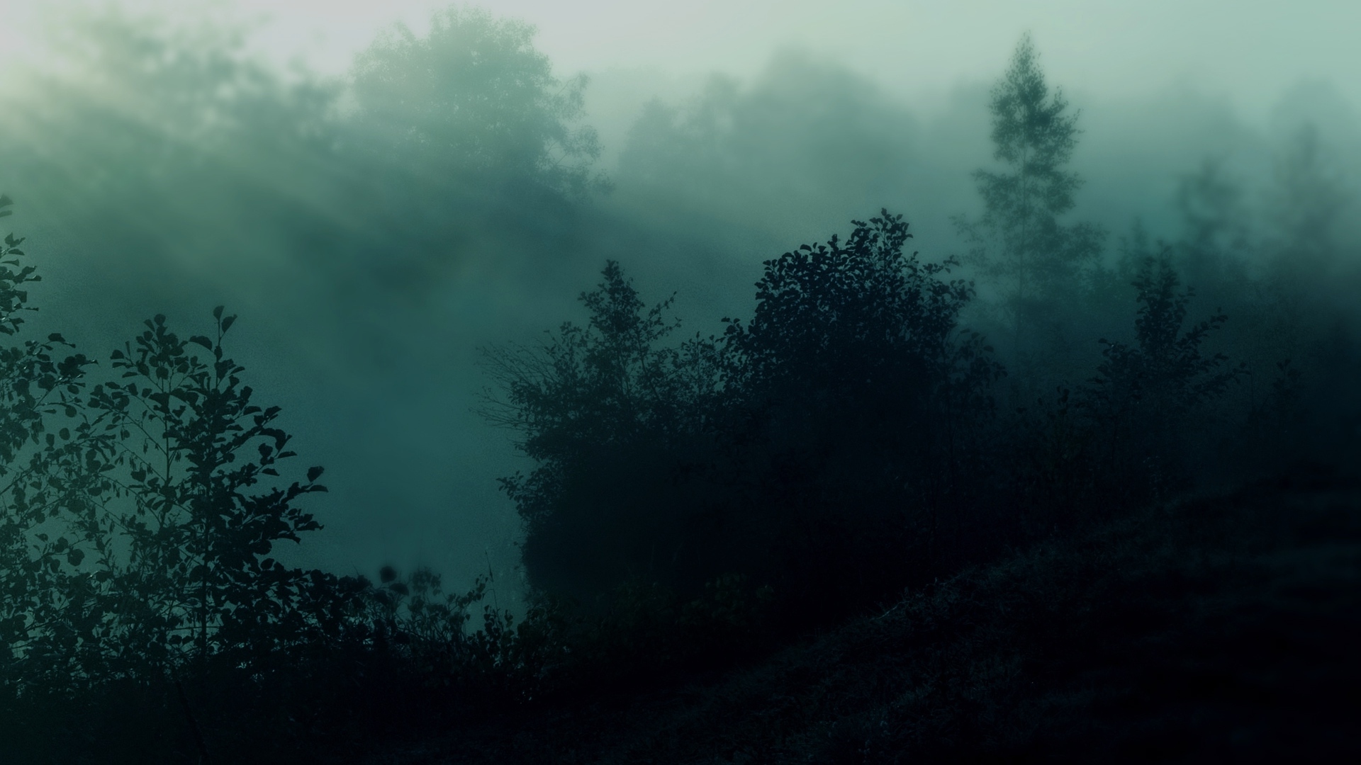 Wallpaper Dark Forest, Foggy, Trees - Resolution:1920x1080 - Wallpx
