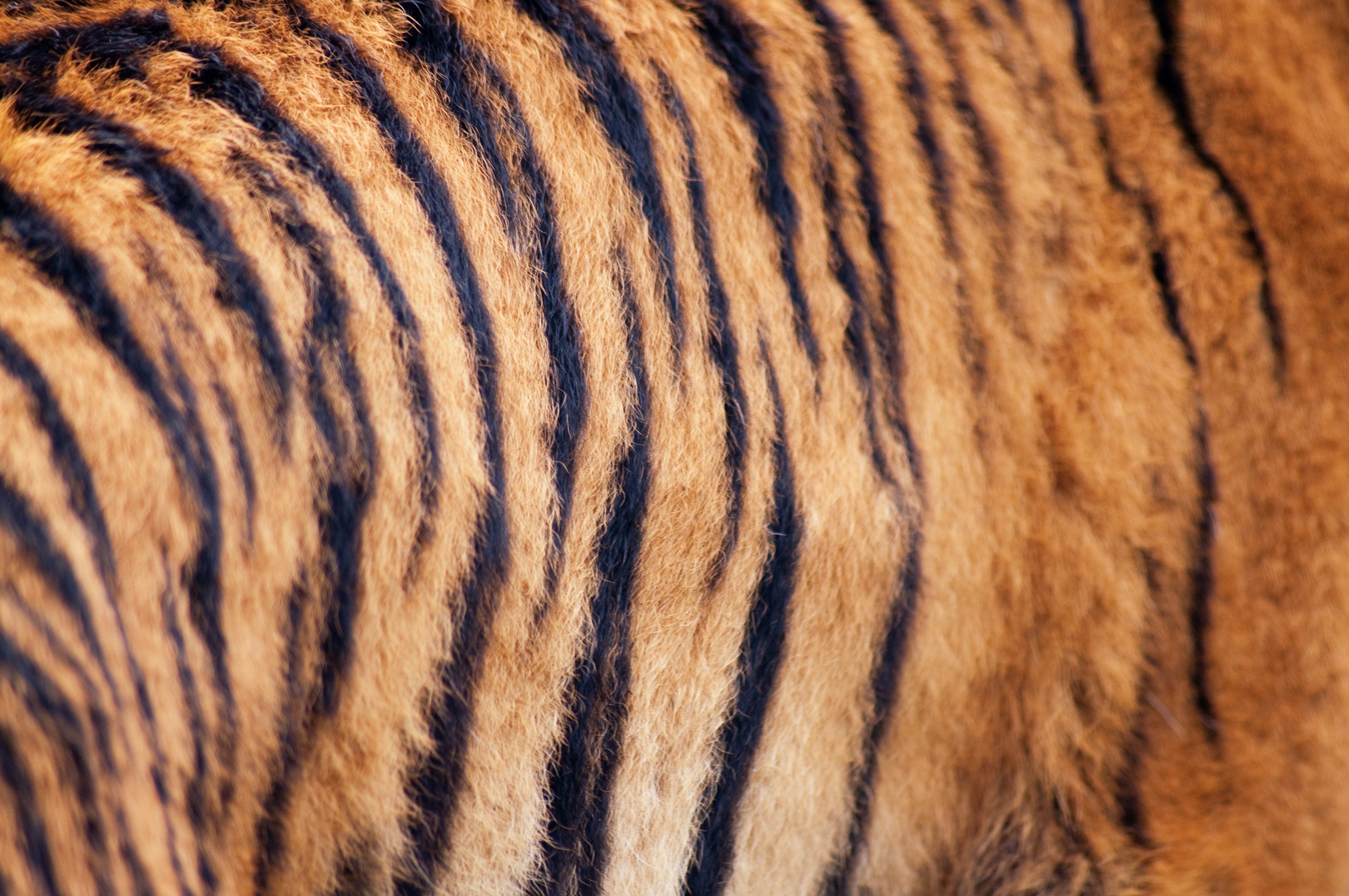 Тигр лень. Тигровая шерсть. Шерсть тигра. Тигр текстура. Тигриная шерсть.