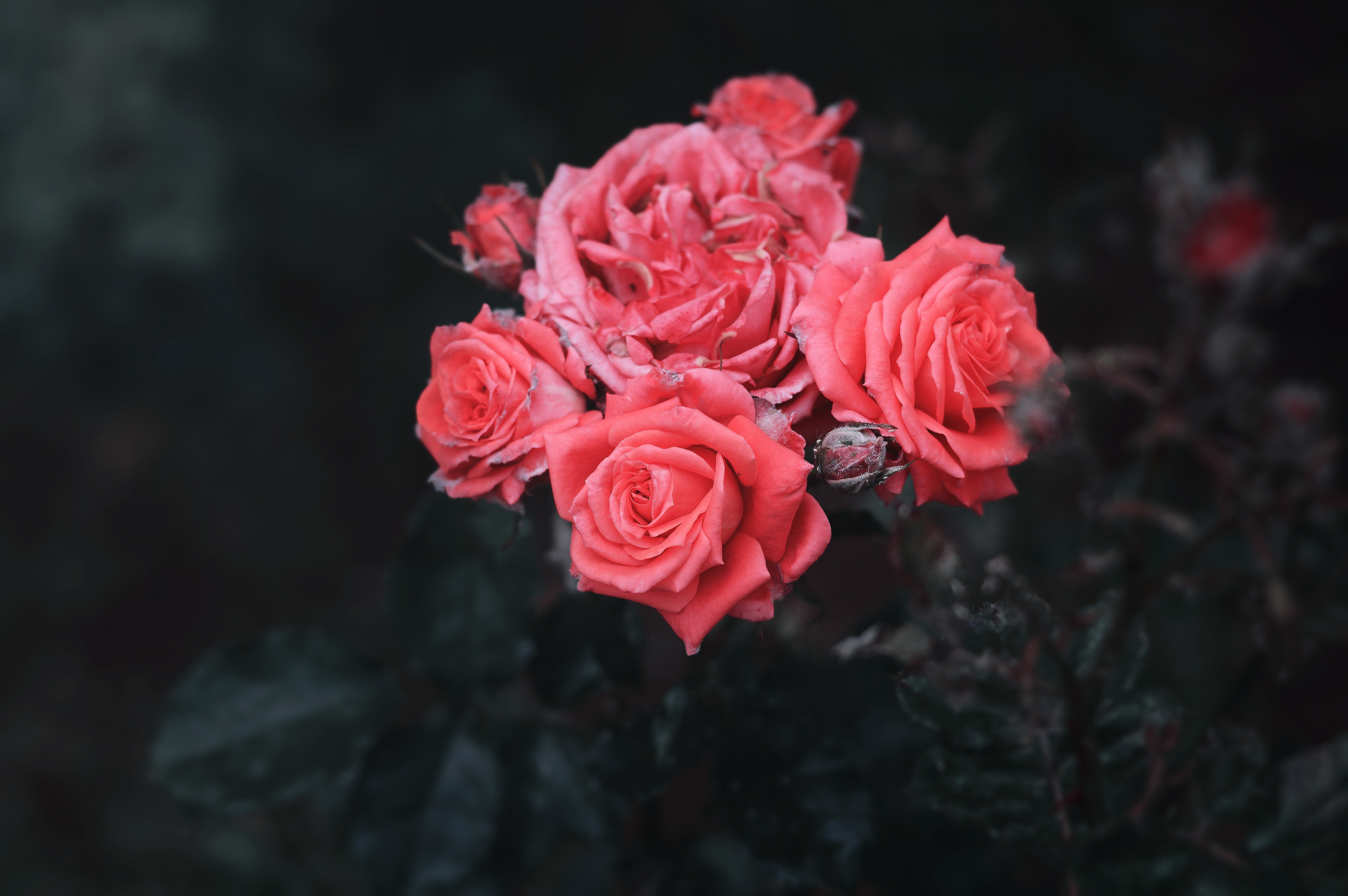 4 розочки. Розовый куст. Кустовые розы. Розовые цветы. Куст темных роз.