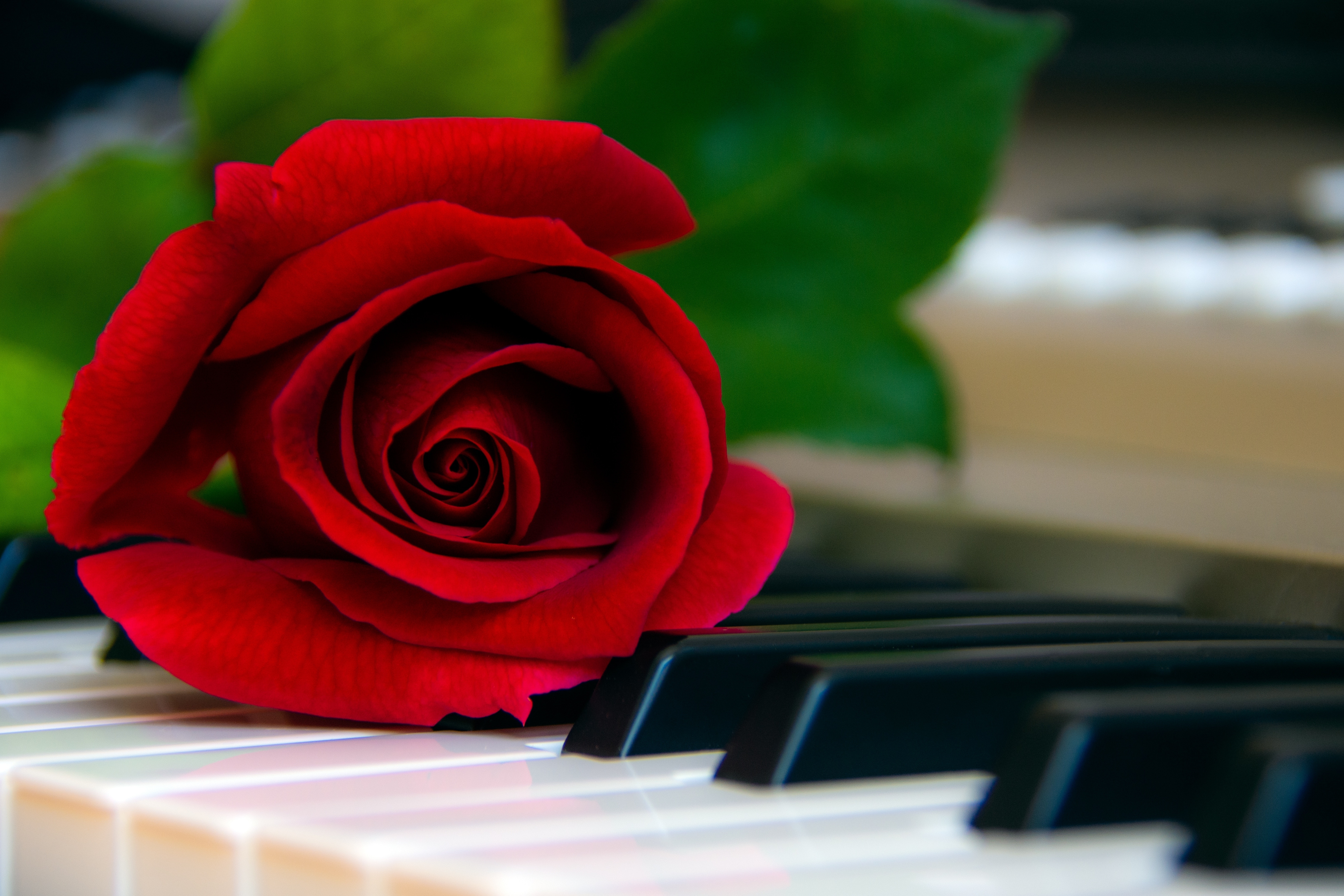 Песни круга красные розы. Цветы на пианино. Розы на рояле. Цветы на рояле.