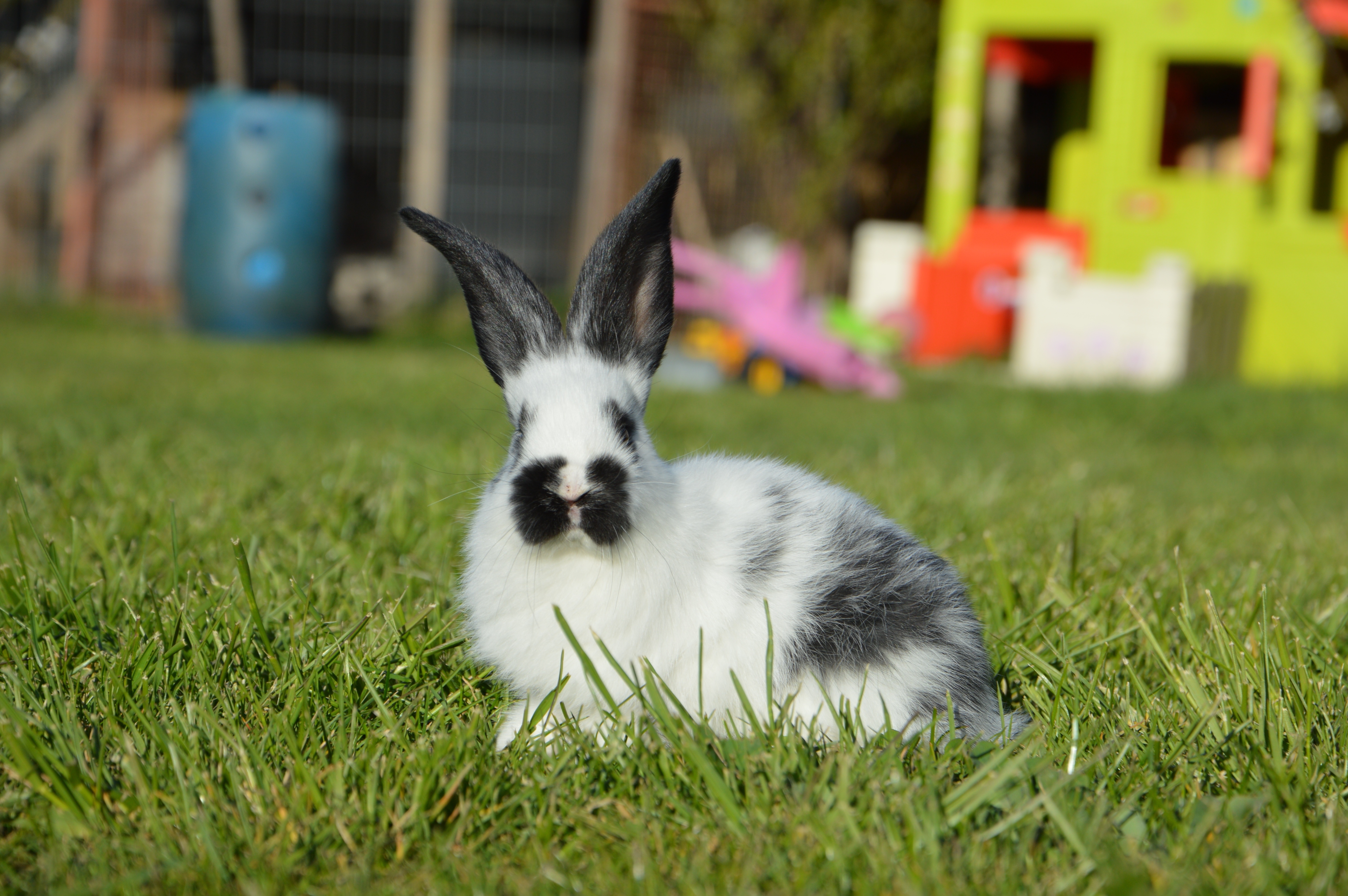 Кролик года жизни. Азовский горностаевый кролик. Карликовая бабочка кролик декоративный. Кролик черно белый. Черный кролик.