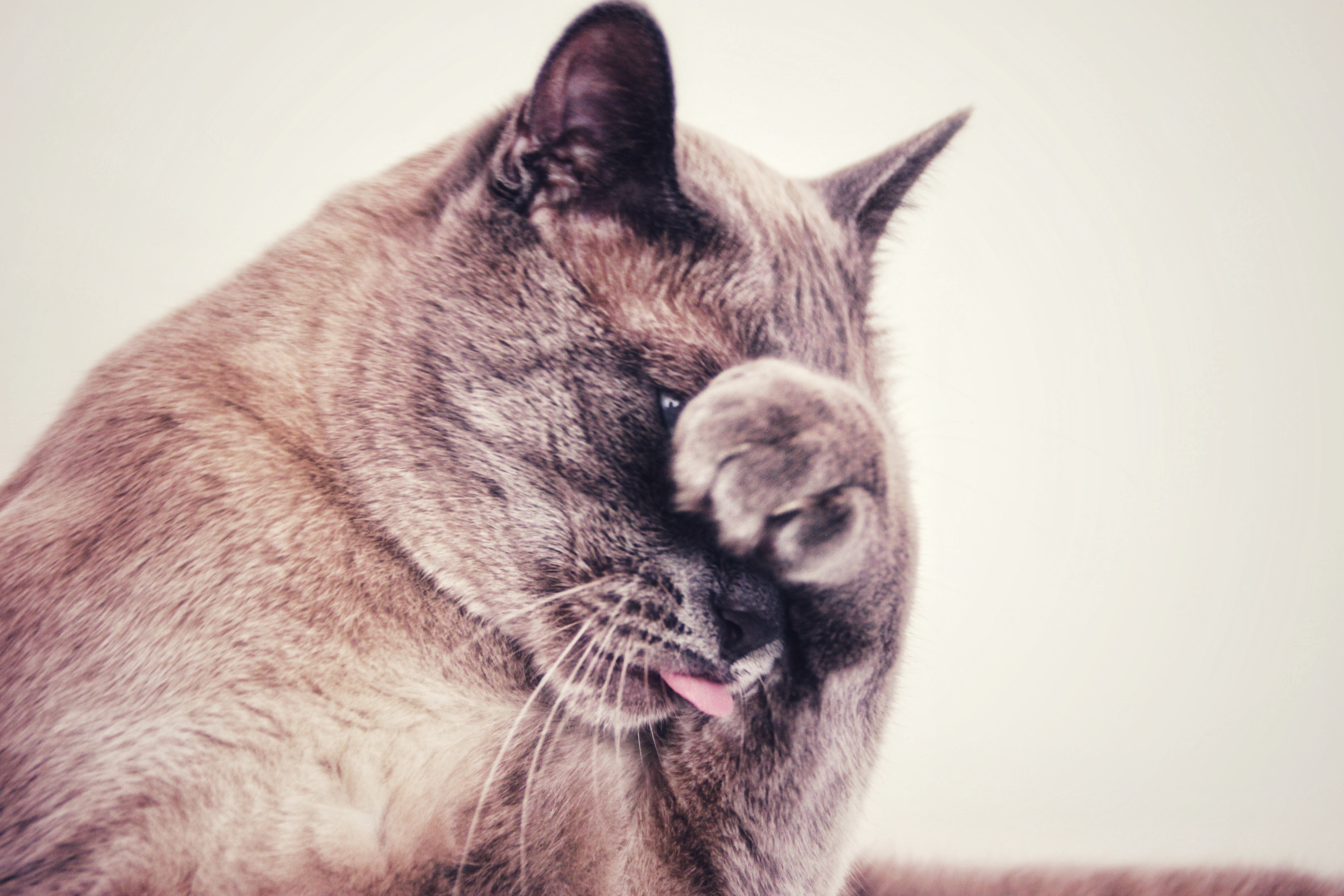 Язык на телефон прикольные. Кошка с высунутым языком. Смешные кошки. Британские коты высовывают язык.
