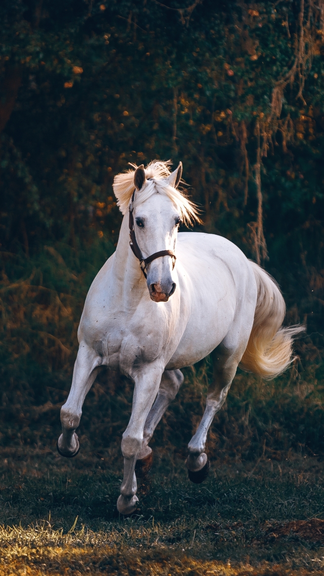 Wallpaper White Horse, Majestic, Foliage, Pretty, Running, Field -  Resolution:5110x3407 - Wallpx