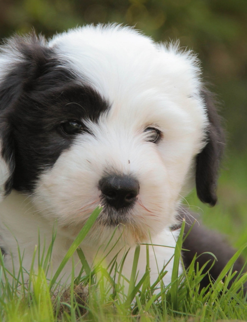 Wallpaper Black And White, Close-Up, Grass, Puppy, Dogs - Resolution