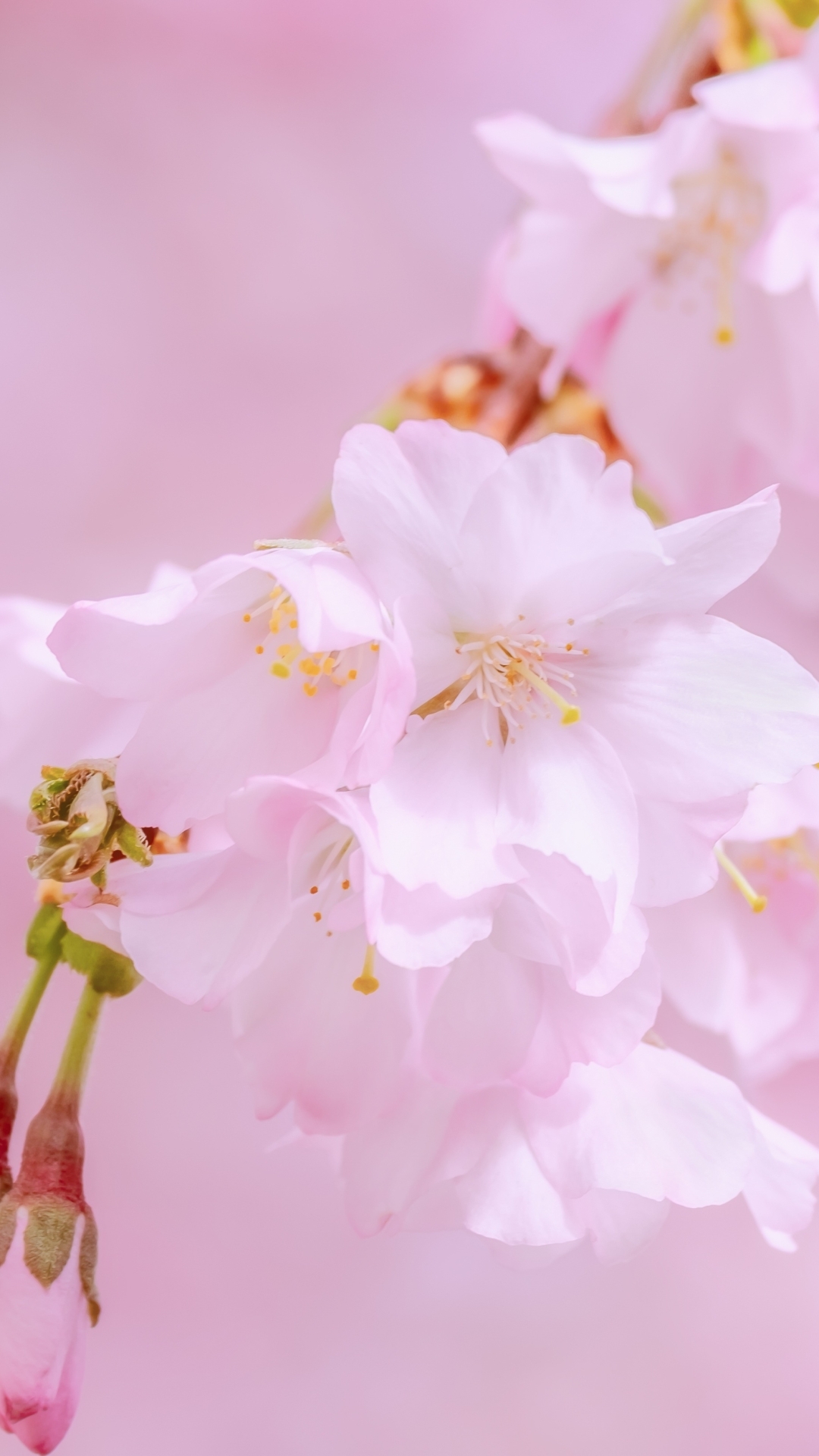 Wallpaper Branch, Cherry Blossom, Tree, Spring, Sakura Blossom ...