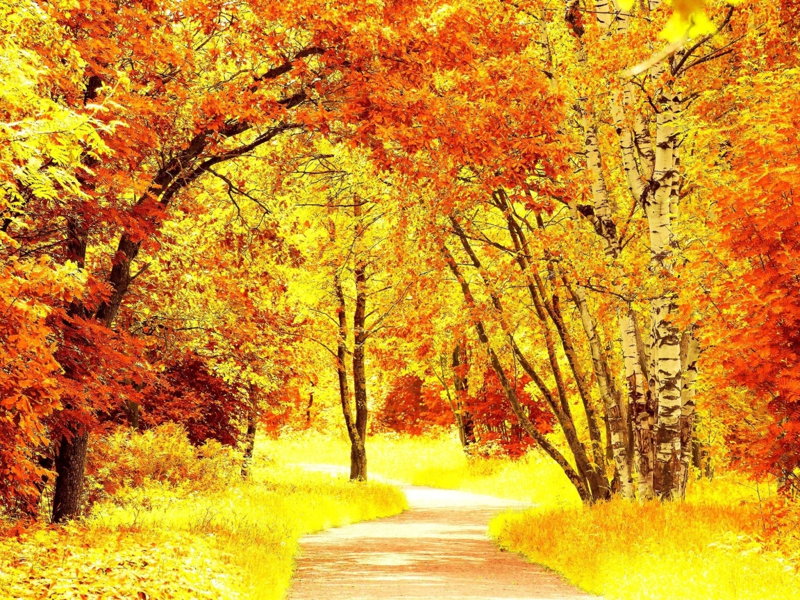 Wallpaper Road, Forest, Autumn, Leaves - Resolution:2560x1698 - Wallpx
