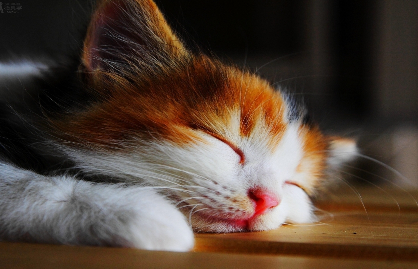 Wallpaper Lazyness, Sleeping, Adorable, Cats, Kitten - Resolution ...