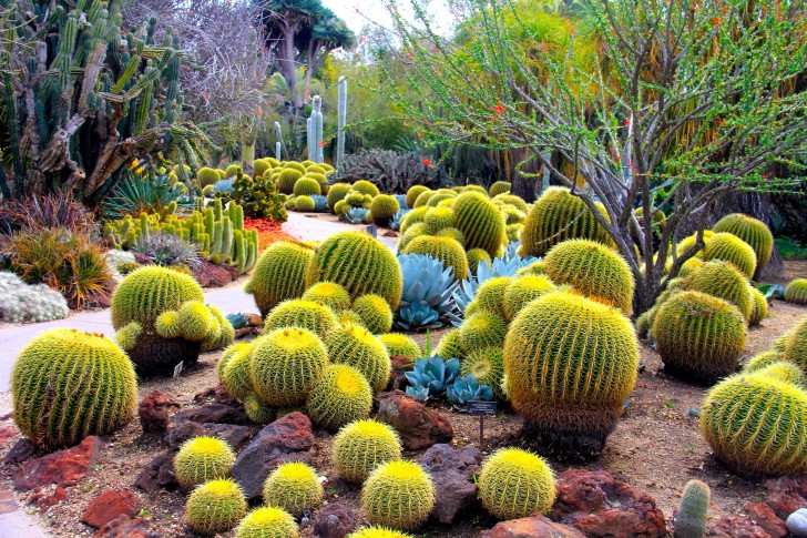 Wallpaper Cactus, Plants, Thorns - Resolution:3072x2048 - Wallpx