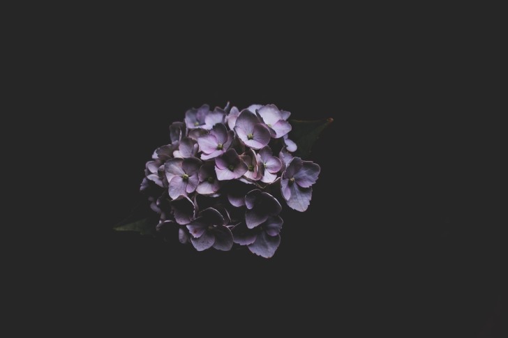 Wallpaper Hydrangea, Dark, Purple Lilac - Resolution:4896x3264 - Wallpx