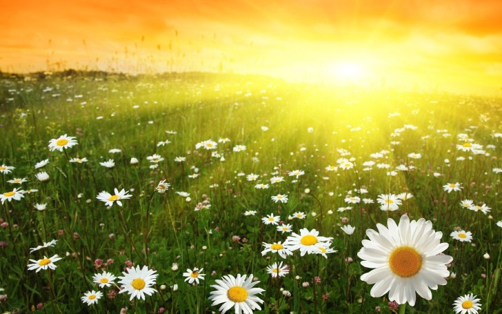 Wallpaper Sunrise, Daisies, Sunlight, Field - Resolution:2560x1600 - Wallpx