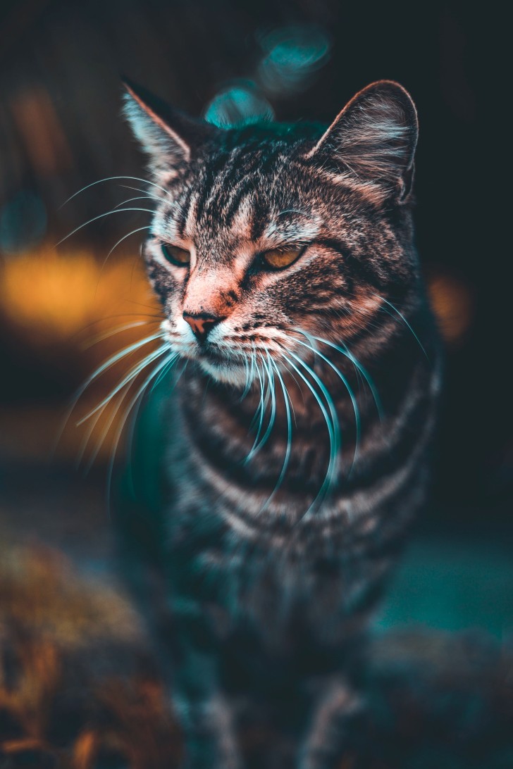 Wallpaper Blur, Majestic, Cat, Angry, Photography - Resolution ...