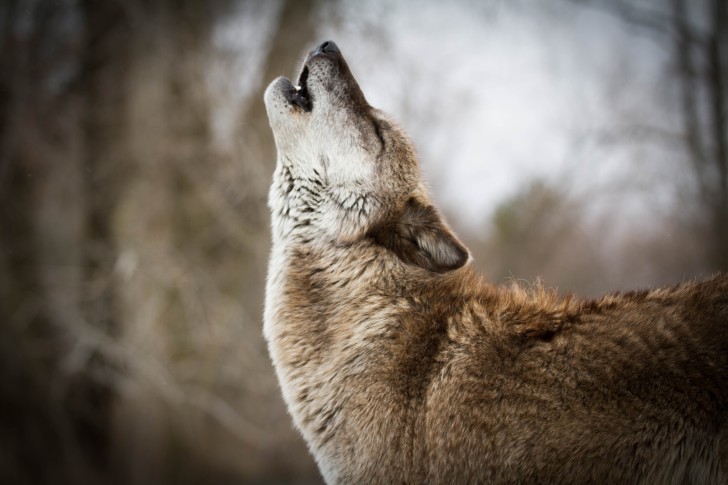 Wallpaper Wolf, Predator, Howling, Profile View - Resolution:5184x3456 ...