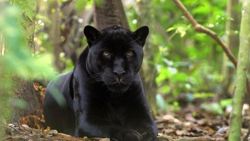 Black Baby Jaguar, black, jaguar, animals, HD wallpaper | Wallpaperbetter