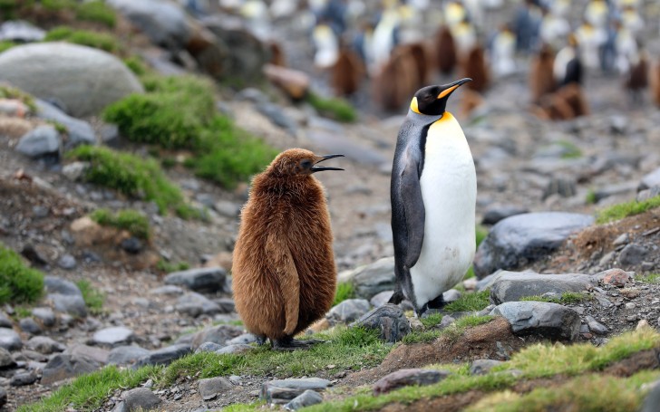 Wallpaper Emperor Penguin, Family, Standing, Brown Penguin, Fur ...