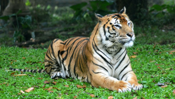 Wallpaper Tiger, Predator, Big Cats, Lying Down - Resolution:5120x2880 ...